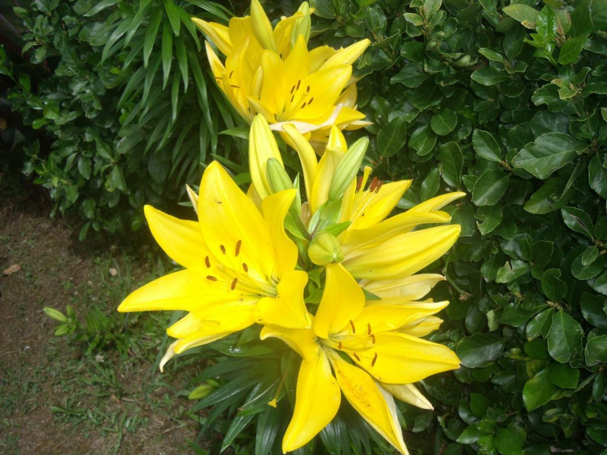 Lajes das Flores Casa Bianca 빌라 외부 사진